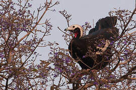 Red-throated Piping Guan