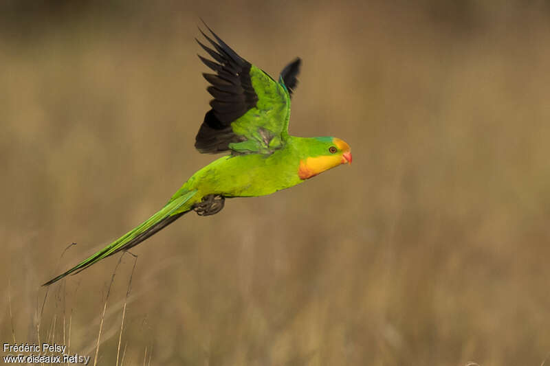 Superb Parrot male adult, identification