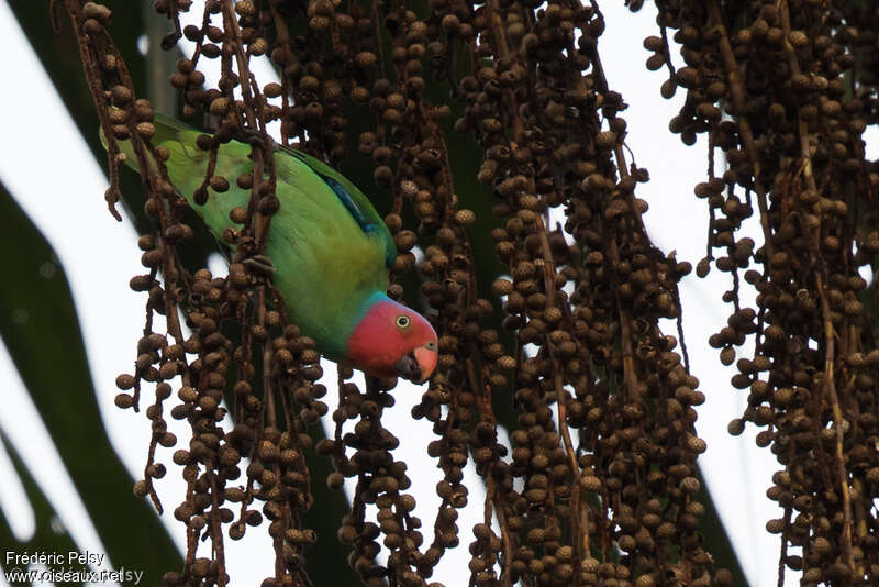Red-cheeked Parrot male adult, feeding habits