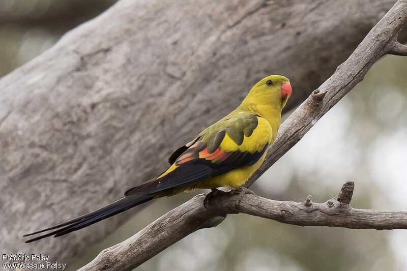 Regent Parrot male adult, identification