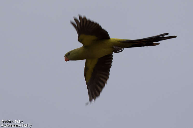 Regent Parrot female, Flight