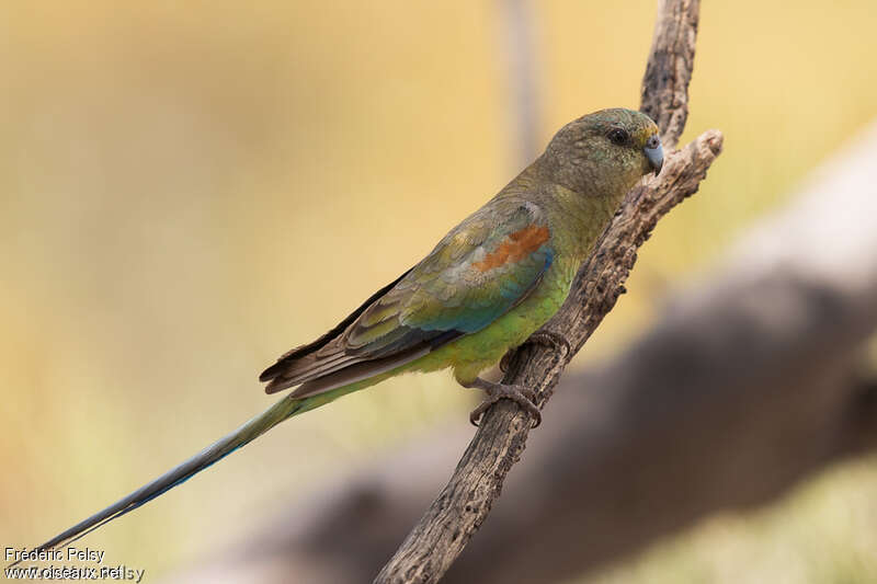 Mulga Parrot female adult, identification