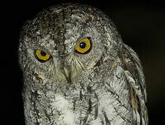 Oriental Scops Owl