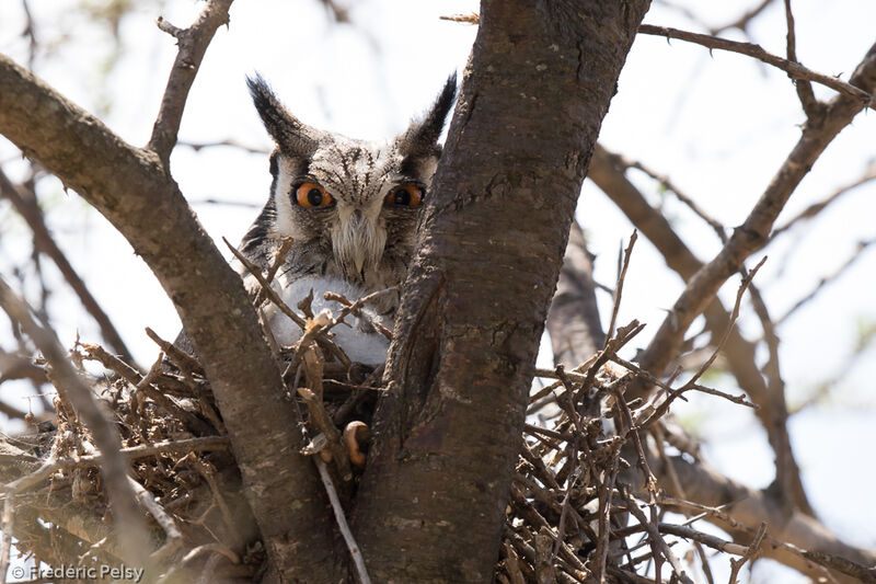 Southern White-faced Owl, Reproduction-nesting
