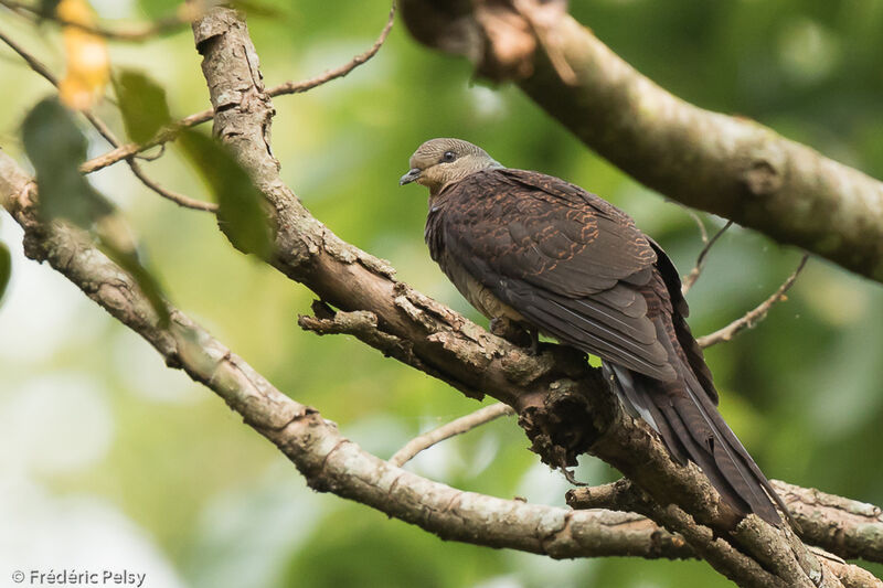 Barred Cuckoo-Dove, aspect