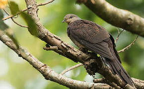 Barred Cuckoo-Dove