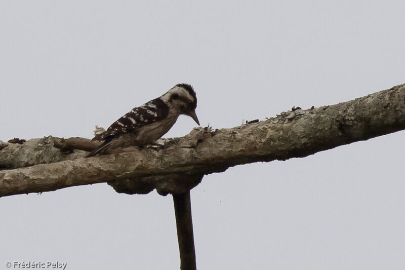Grey-capped Pygmy Woodpecker female adult