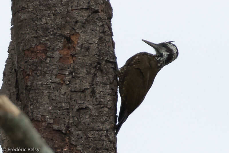 Yellow-crested Woodpecker
