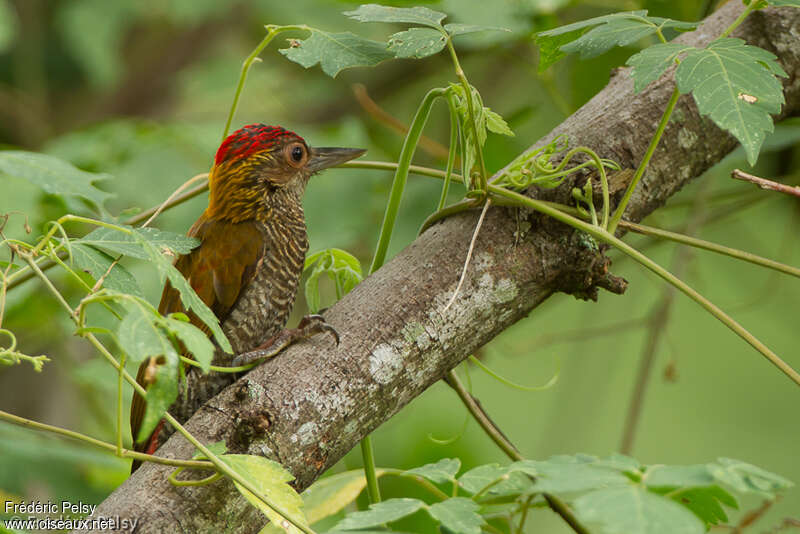 Red-rumped Woodpecker male adult