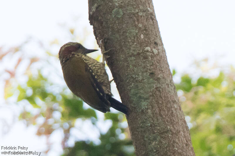 Brown-eared Woodpeckeradult, identification