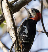Crimson-breasted Woodpecker
