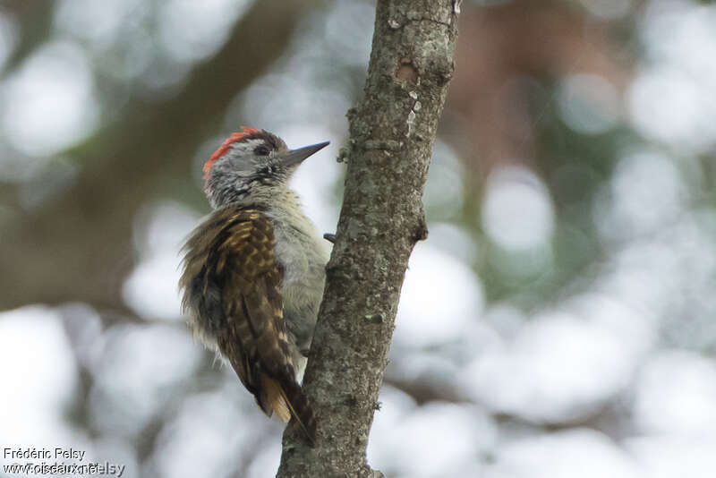 Speckle-breasted Woodpeckeradult, identification