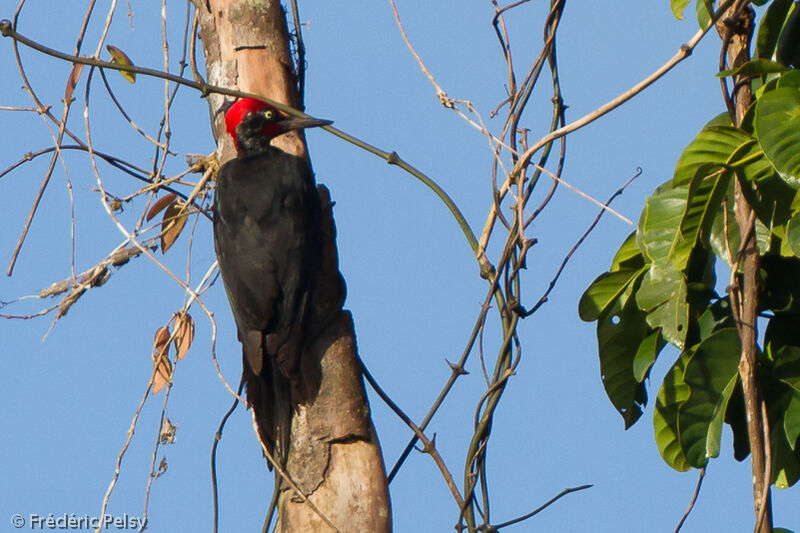 White-bellied Woodpecker male adult