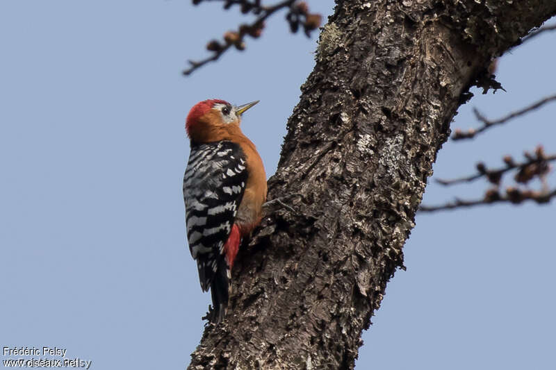 Rufous-bellied Woodpecker male adult, identification