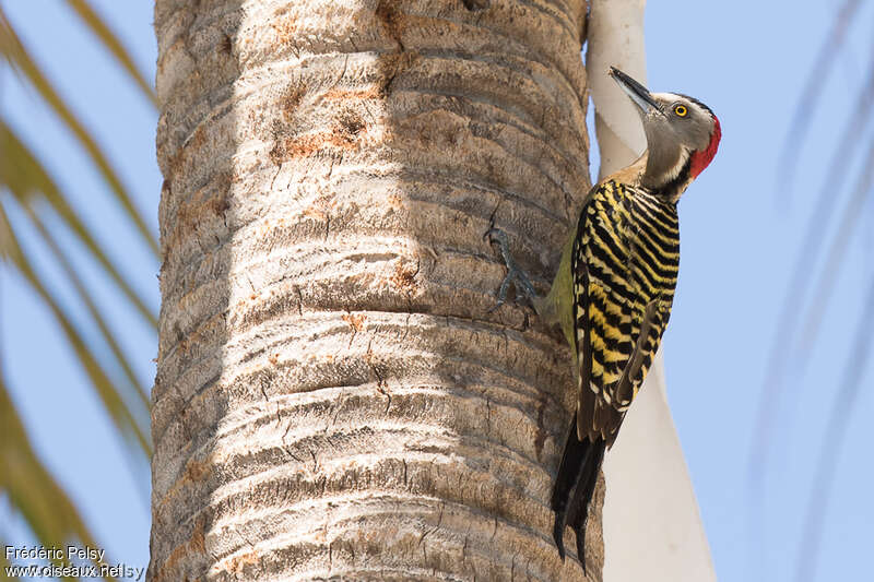 Hispaniolan Woodpecker female adult, identification