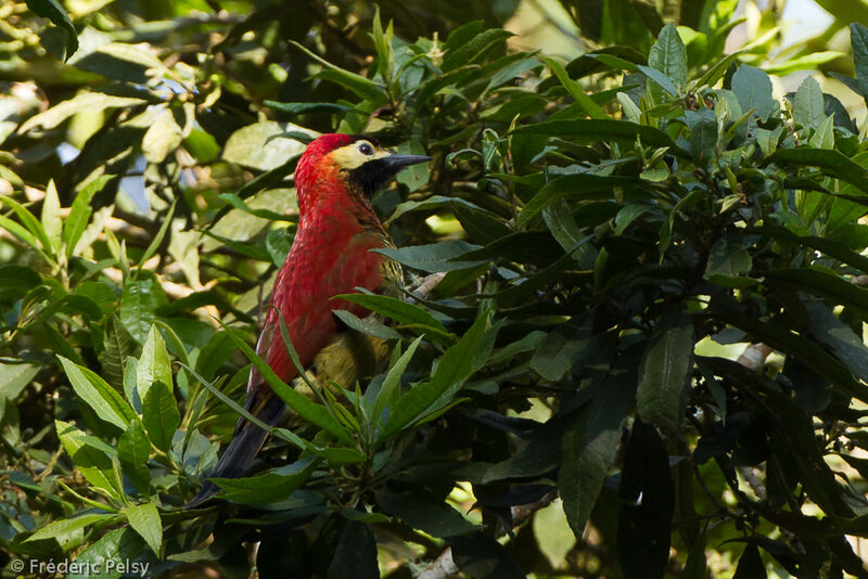 Crimson-mantled Woodpecker female adult