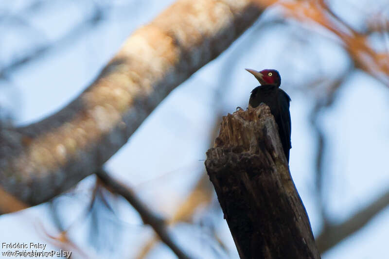 Sooty Woodpecker male adult
