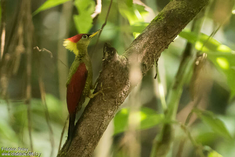 Crimson-winged Woodpecker female adult, identification, aspect