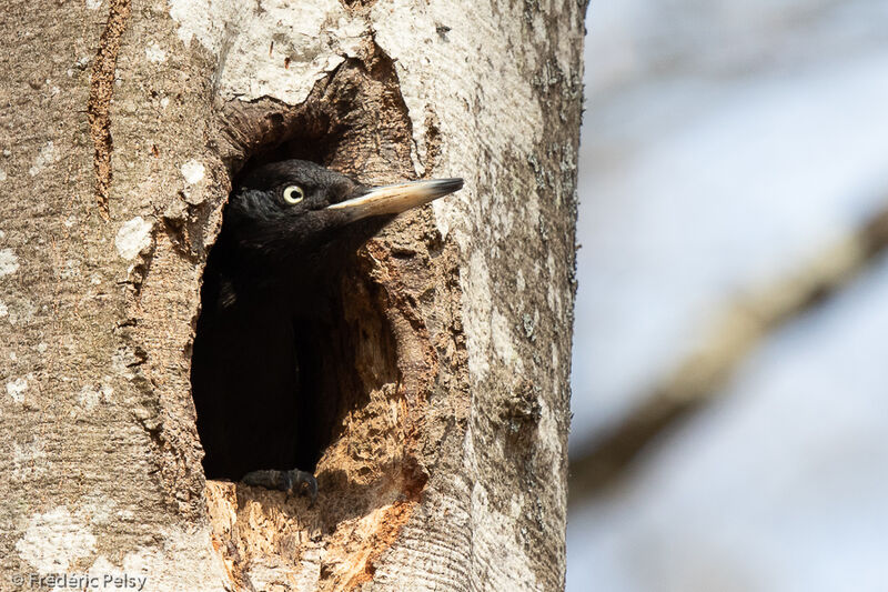 Black Woodpecker female
