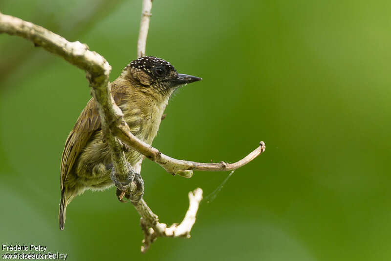 Olivaceous Piculet female adult, identification