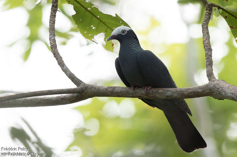 White-crowned Pigeonadult, identification