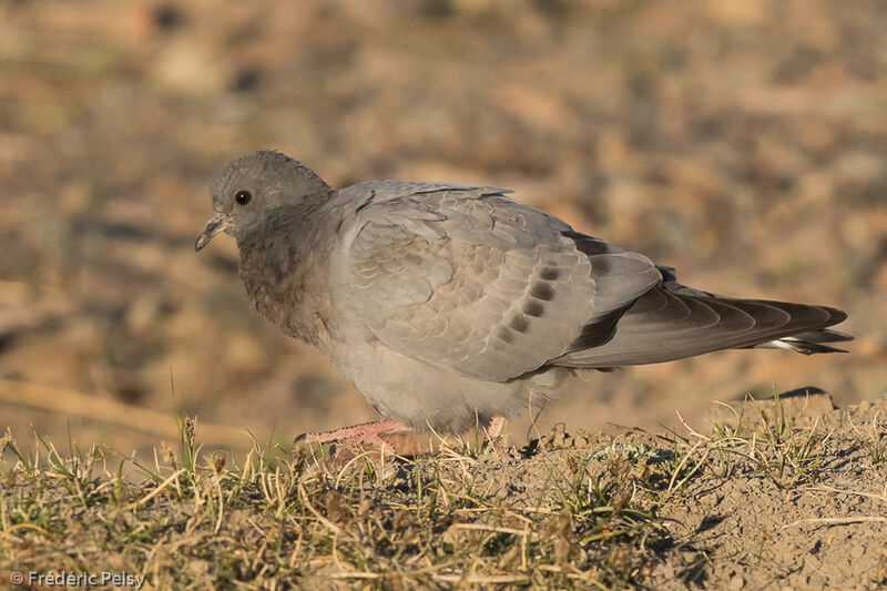 Hill Pigeonjuvenile, identification