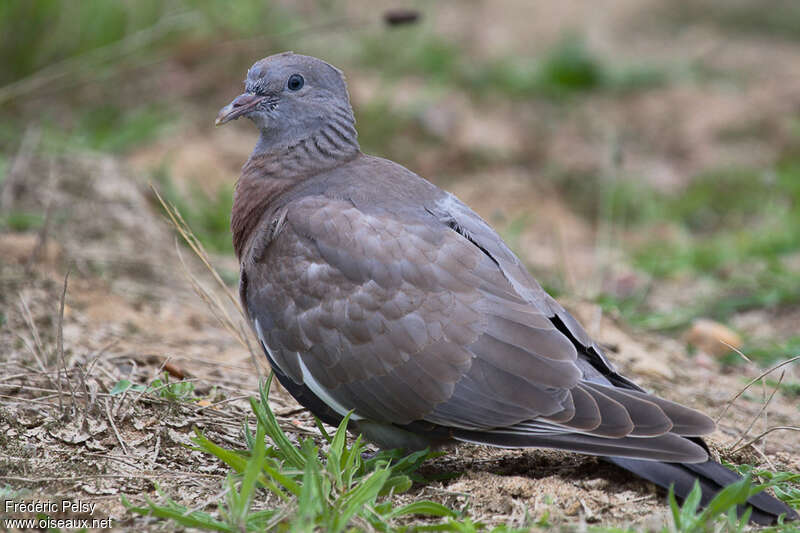 Pigeon ramierjuvénile, identification