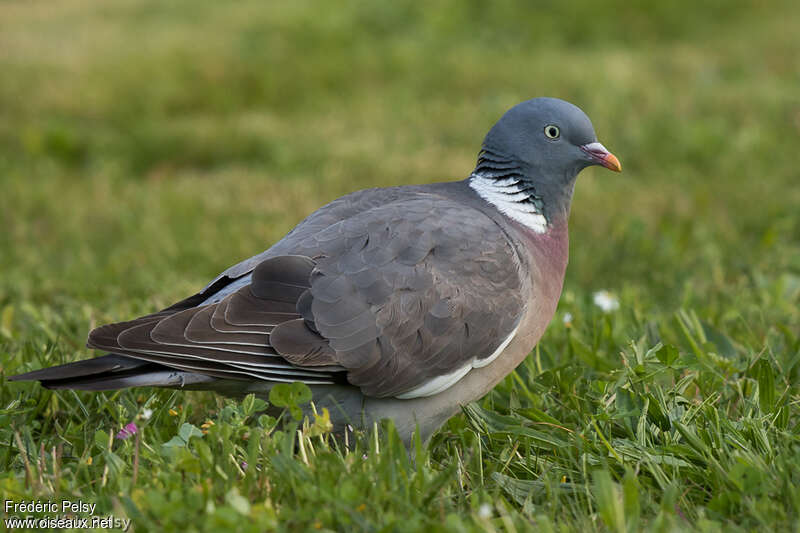 Pigeon ramieradulte, identification