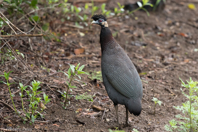 Crested Guineafowladult