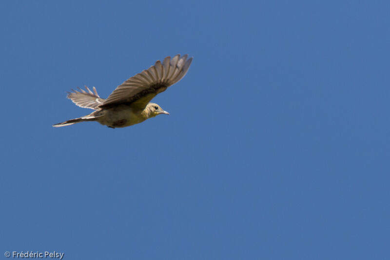 Yellow-breasted Pipitadult, Flight