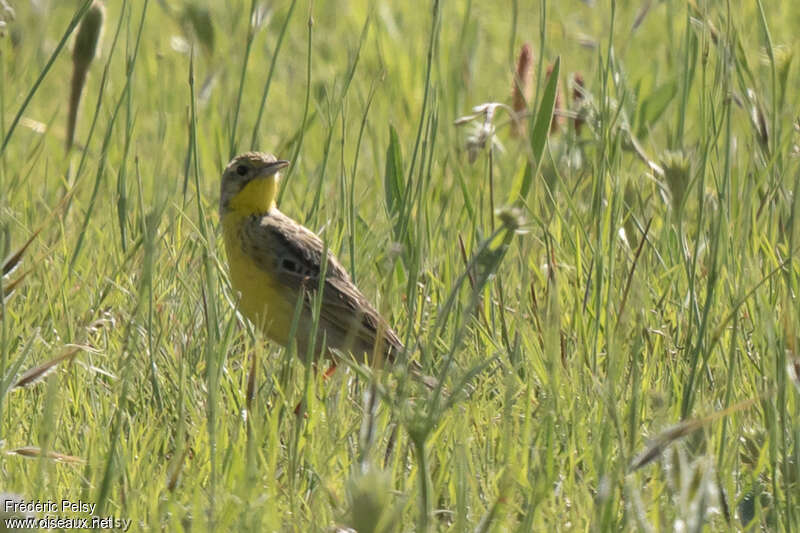 Yellow-breasted Pipitadult, identification