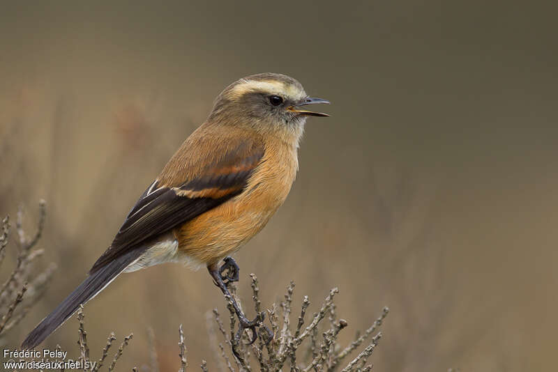Brown-backed Chat-Tyrantadult, identification