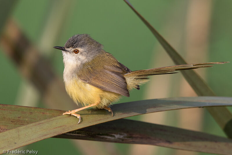 Yellow-bellied Prinia male adult