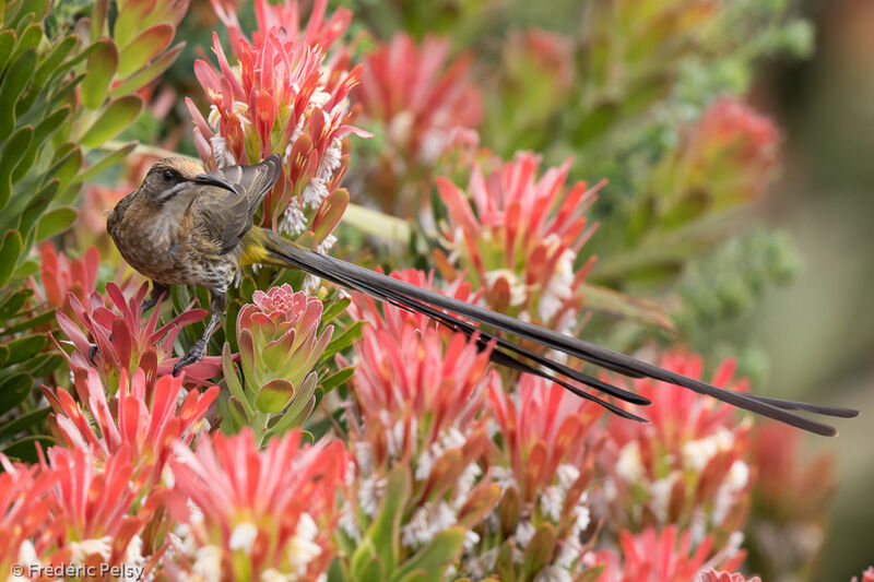Cape Sugarbird male adult