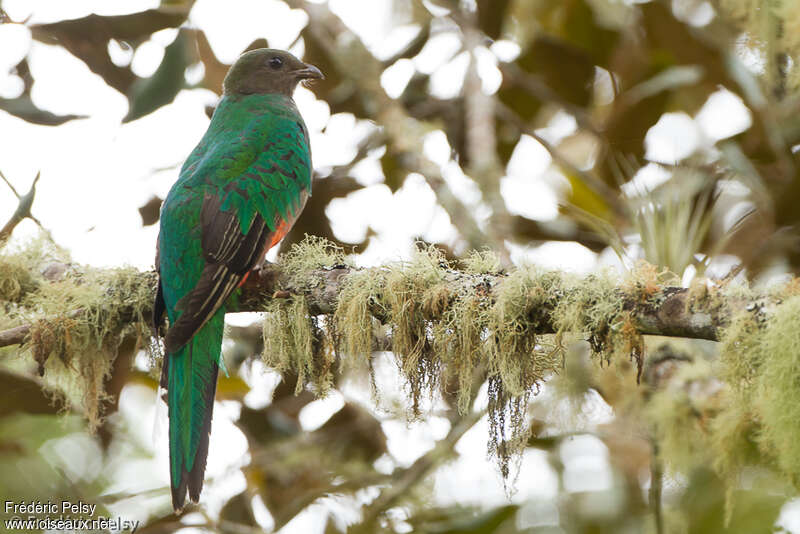 Quetzal brillant femelle adulte, identification
