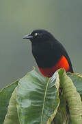 Red-bellied Grackle