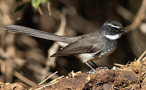 White-spotted Fantail