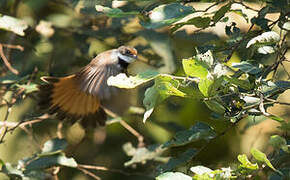 Sulawesi Fantail