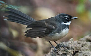 Malaysian Pied Fantail