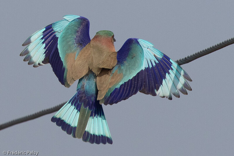 Indian Roller, Flight