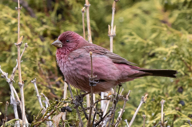 Red-mantled Rosefinch male adult