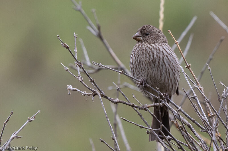 Red-mantled Rosefinch female adult