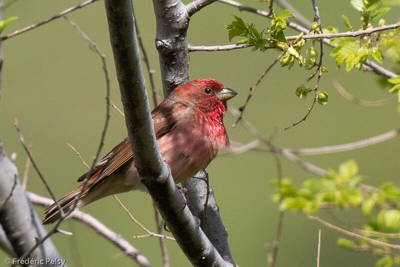 Common Rosefinch male adult