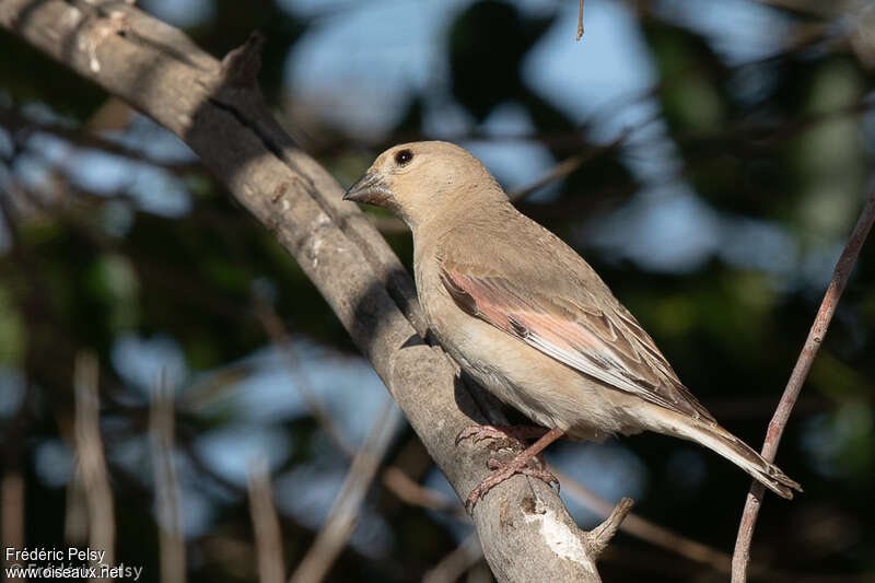 Desert Finch female adult, identification