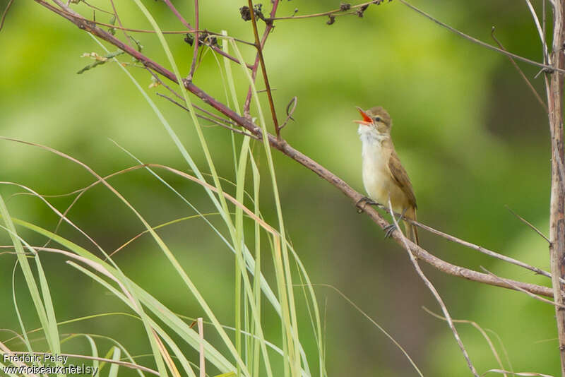Clamorous Reed Warbler male adult, song