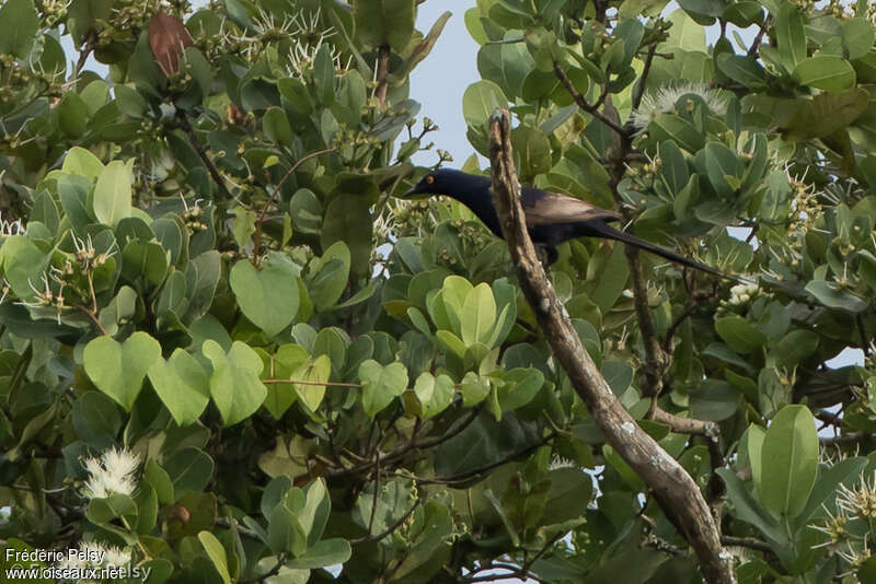 Narrow-tailed Starlingadult