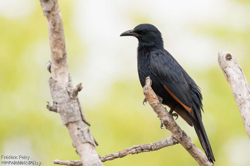 Red-winged Starling male adult, identification