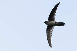 White-rumped Swiftlet