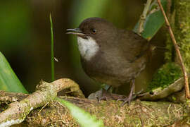 Mountain Mouse-warbler