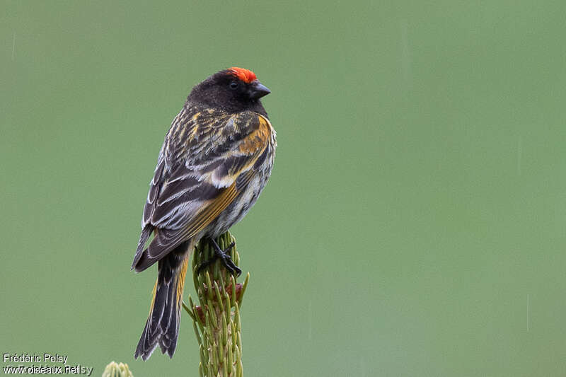 Red-fronted Serin male adult, identification